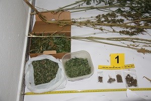 Slika PU_SD/Marihuana 1 web nasl.jpg